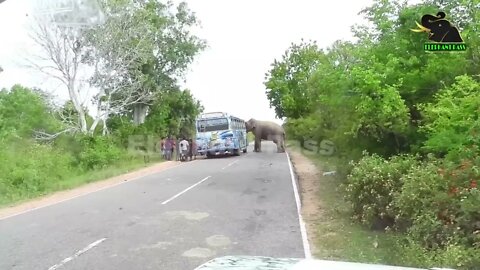 A severe elephant attack on a bus People fall down in fear 12