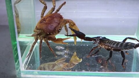 Crab vs Scorpion Underwater - Caranguejo vs Escorpião-8