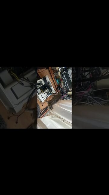 General Fishkat Demands you Buy Music from #ravedump.com #Bandcamp.com/jontetly #asap #feeding #time