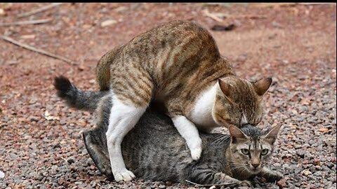 Cat 🐈🐈 lover's