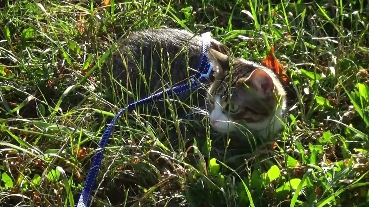 Small Fearful Cat Hides under the Grass