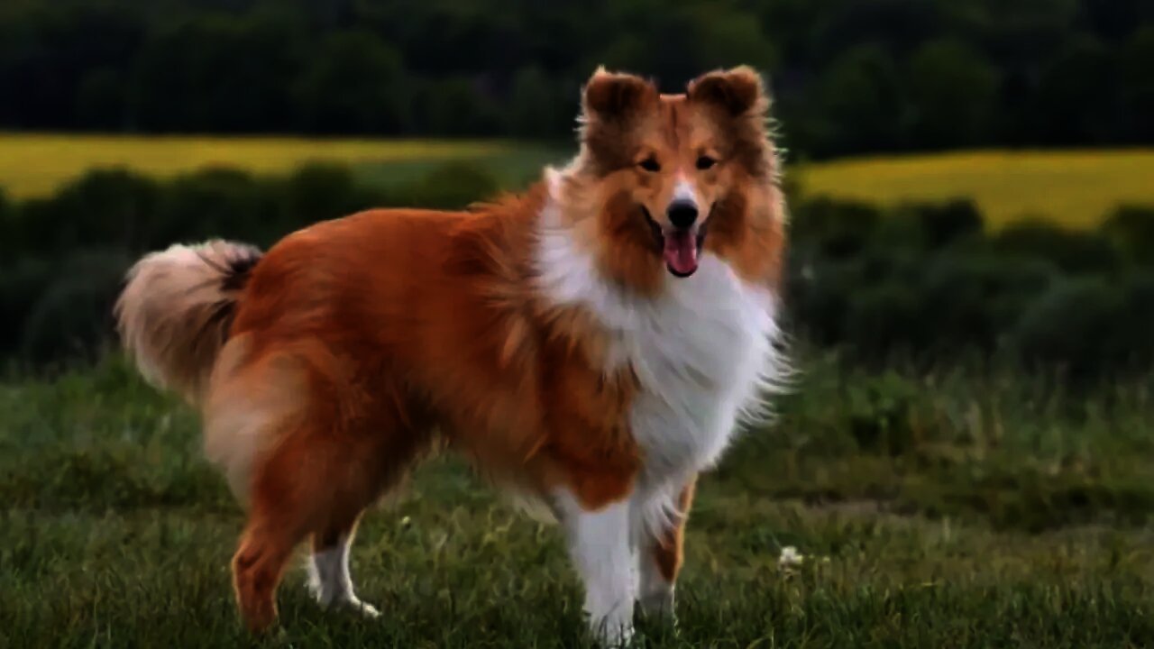 Top 10 Smartest Dog Breeds in The World