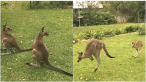 Une famille de kangourous débarque dans leur jardin