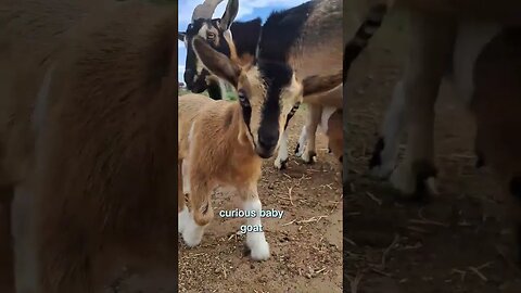 what ya doing #goats #pets #animals #shortsfeed #fun #homestead #farmlife #funny #shorts #love #pet