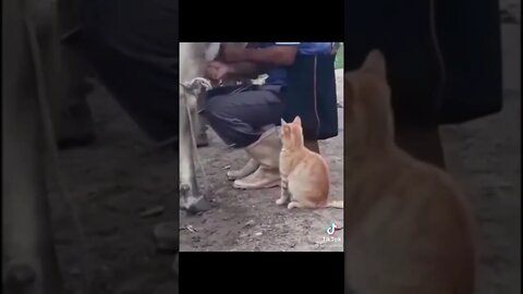 the best viral funny cat🐈 try not to laugh 🤣 funny videos