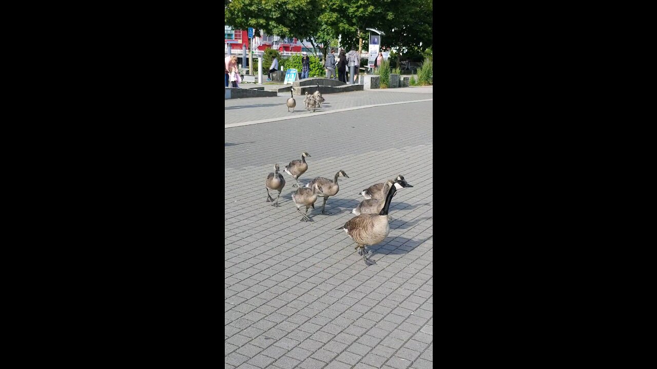 Family of geese takeover busy Vancouver downtown spot.