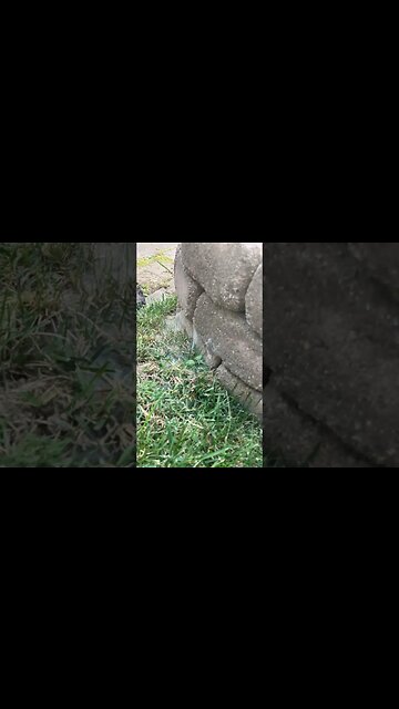 Liquid smoke?? #shorts