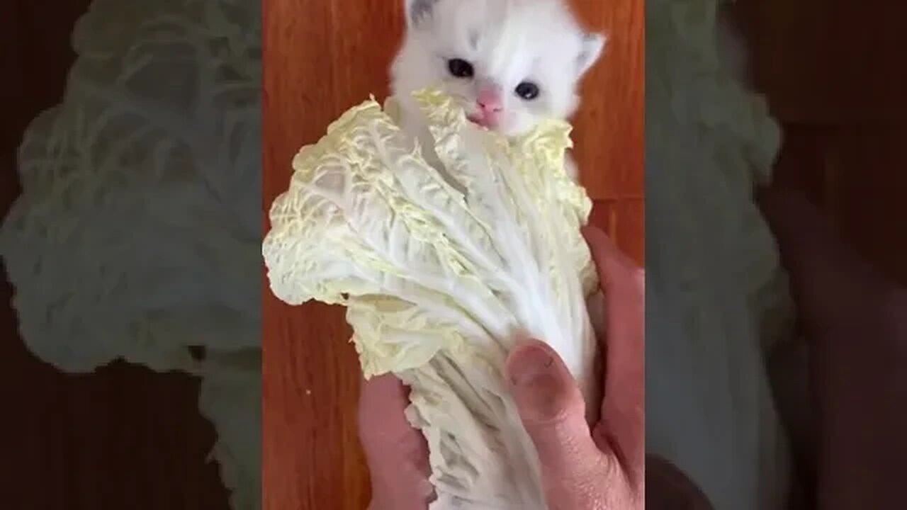 Would you like for this sandwich cabbage # # # ragdoll little milk cat little milk cat diary of #