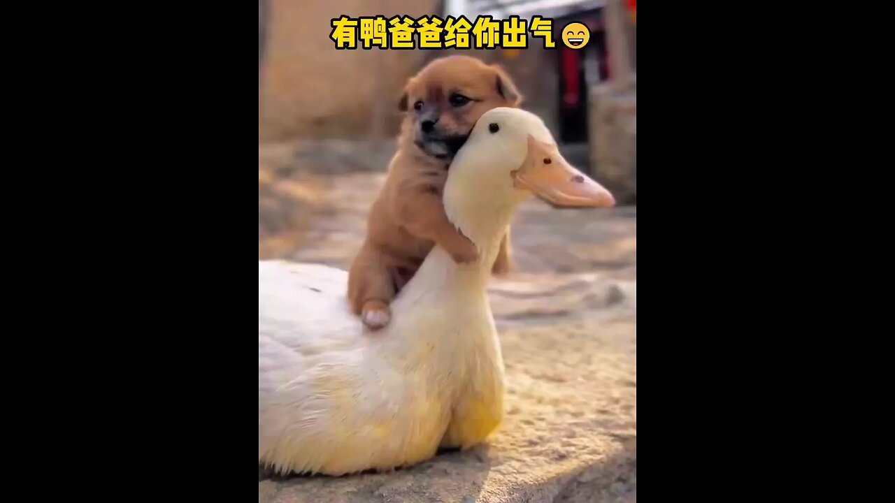 @@ Duck and puppy play ##