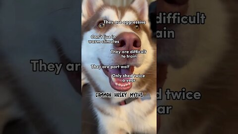 Myths about Huskies