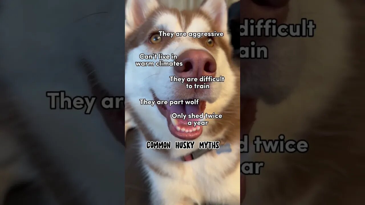 Myths about Huskies