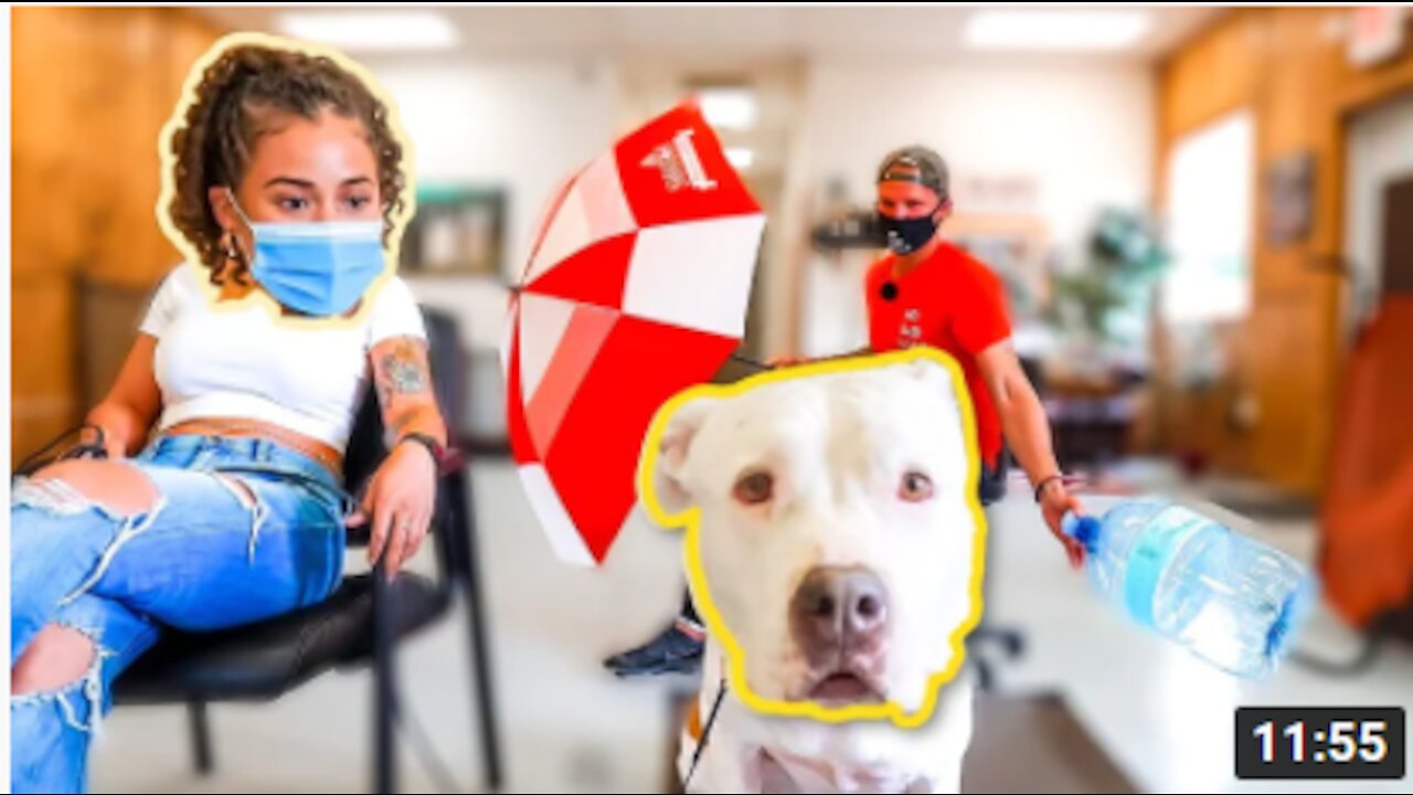 TRAINING A PITBULL THAT WAS ATTACKED BY OTHER DOGS🏴☠️
