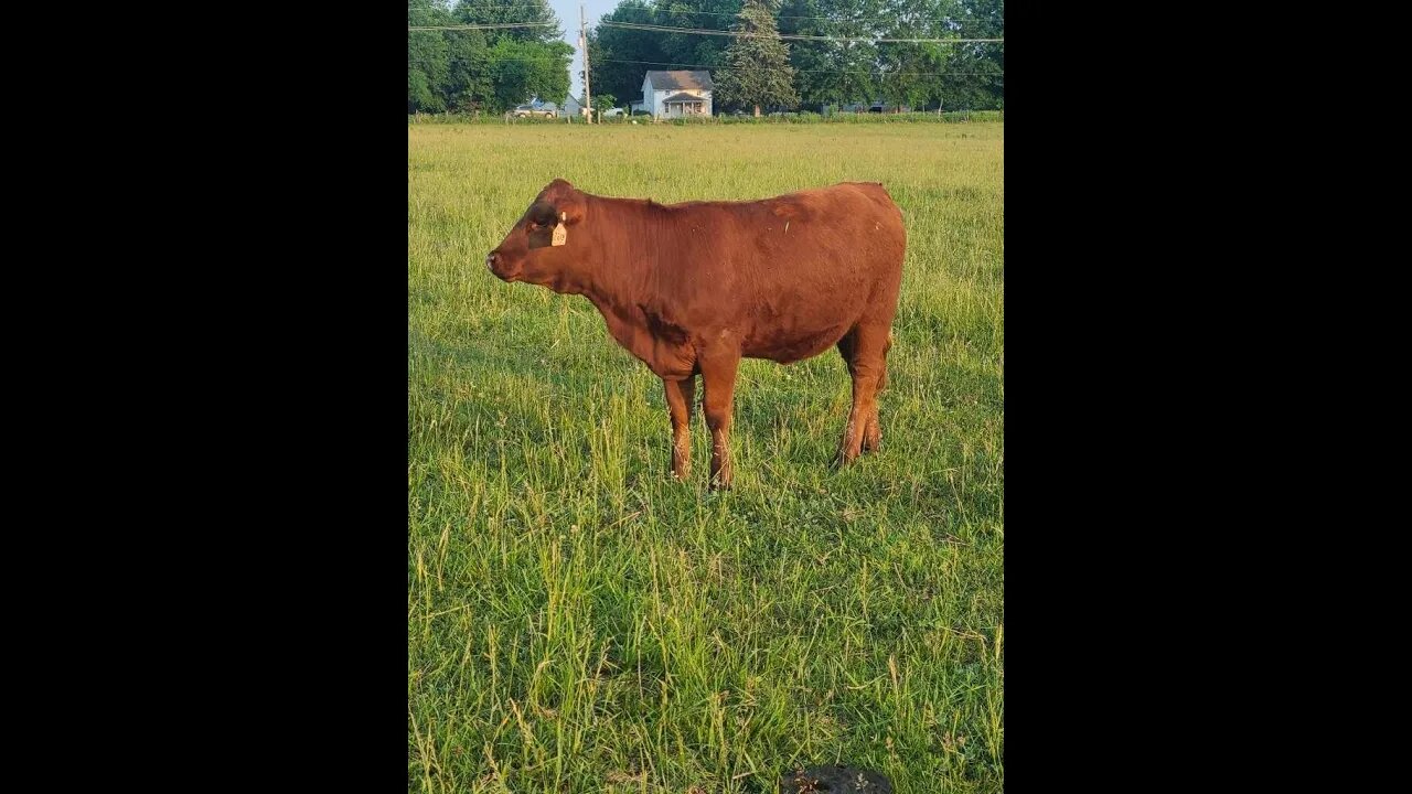 Some beautiful pureblood South Poll heifers for your farm.