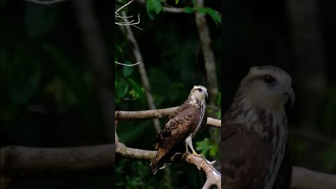 Snail Kite #myvideo #fyp #birdwatching