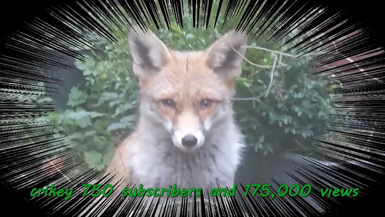 🦊Ajax the friendly urban #fox TOP 10 YouTube shorts and a look back when she was a cub...