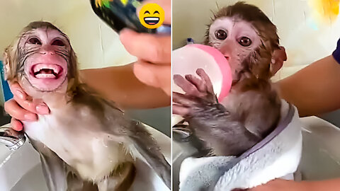 The monkey bathes like a man - Monkey Funny video