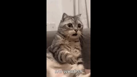 funny cat reaction