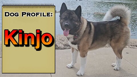 Introducing: Kinjo the Akita | Dog Profile Series | Episode 1