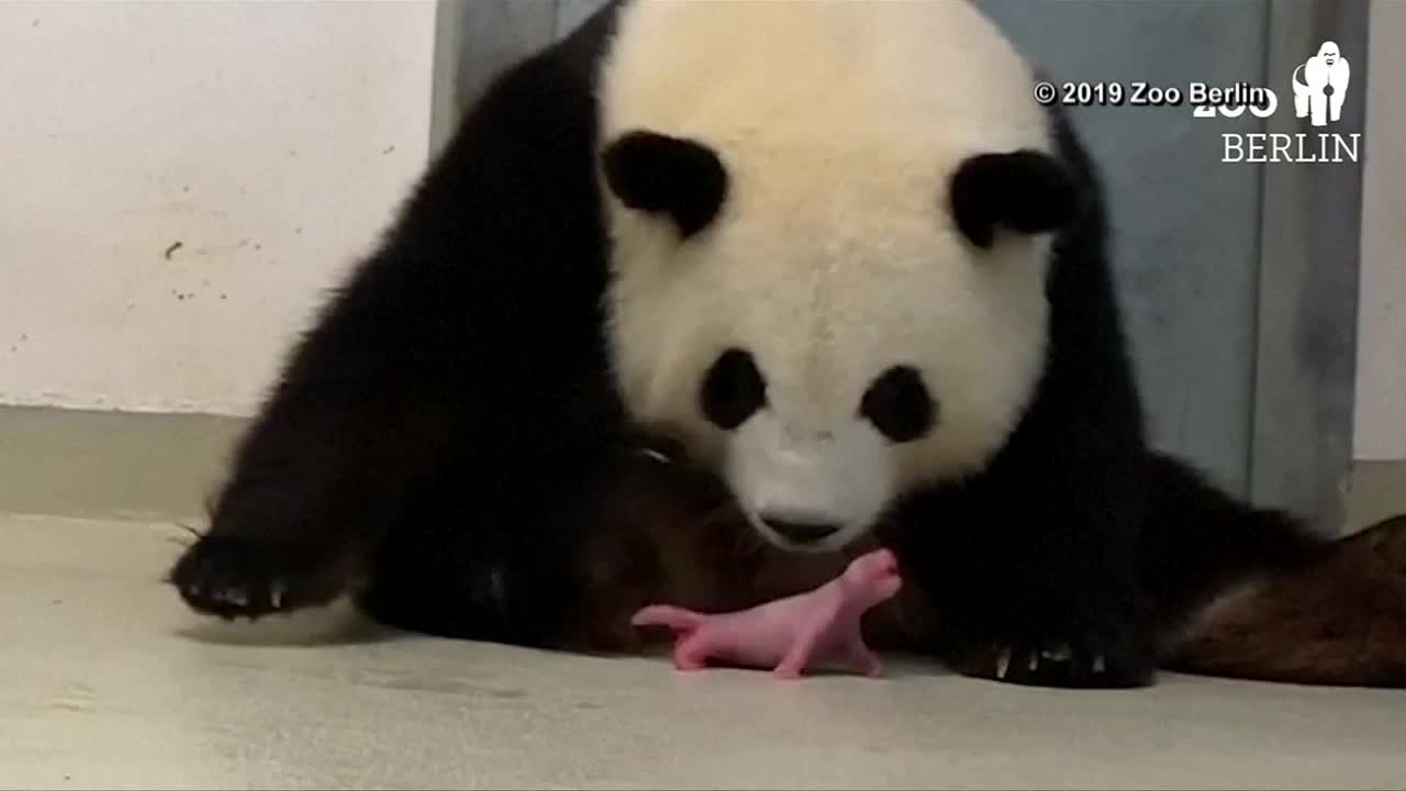 Berlin zoo celebrates birth of 2 panda cubs