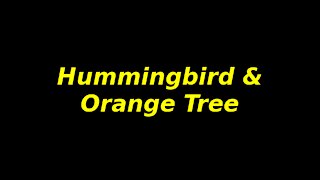 AZ Hummingbird and Orange Tree