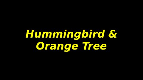 AZ Hummingbird and Orange Tree