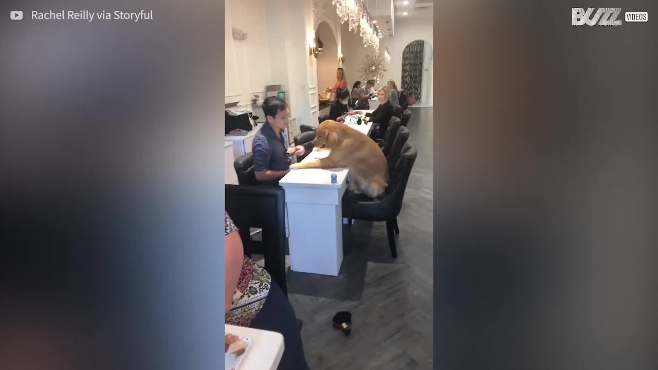 Il cane che vuole a tutti i costi una pedicure!