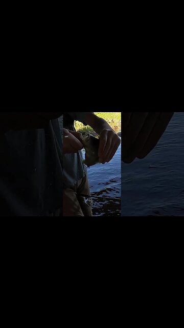 One of the BIGGEST rock bass i've ever seen!!