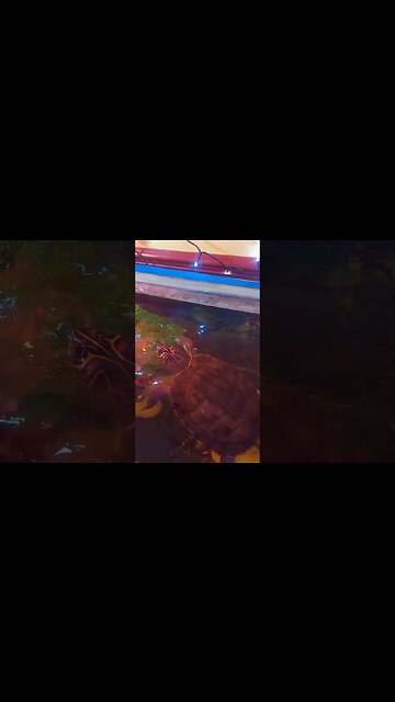 My Pet Turtle Bit Me! 🐢 😂😂