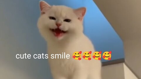 How cute smile this to cats 🤩🥰🥰