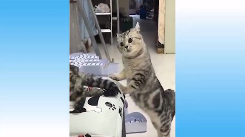 Top Funny Cat Videos