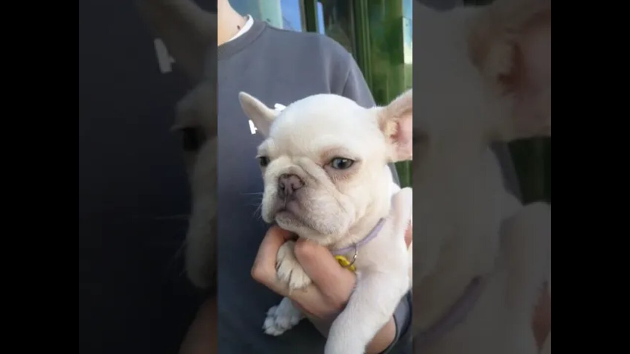 FRENCH BULL DOG PUPPY AT THE FREEDOM DEMO #puppy