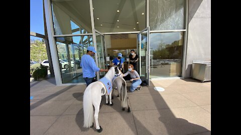 Mini horses in Malibu