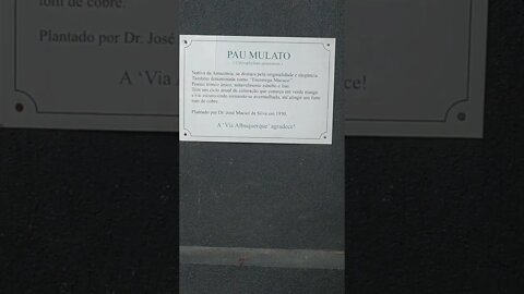 Pau mulato, você já viu um?