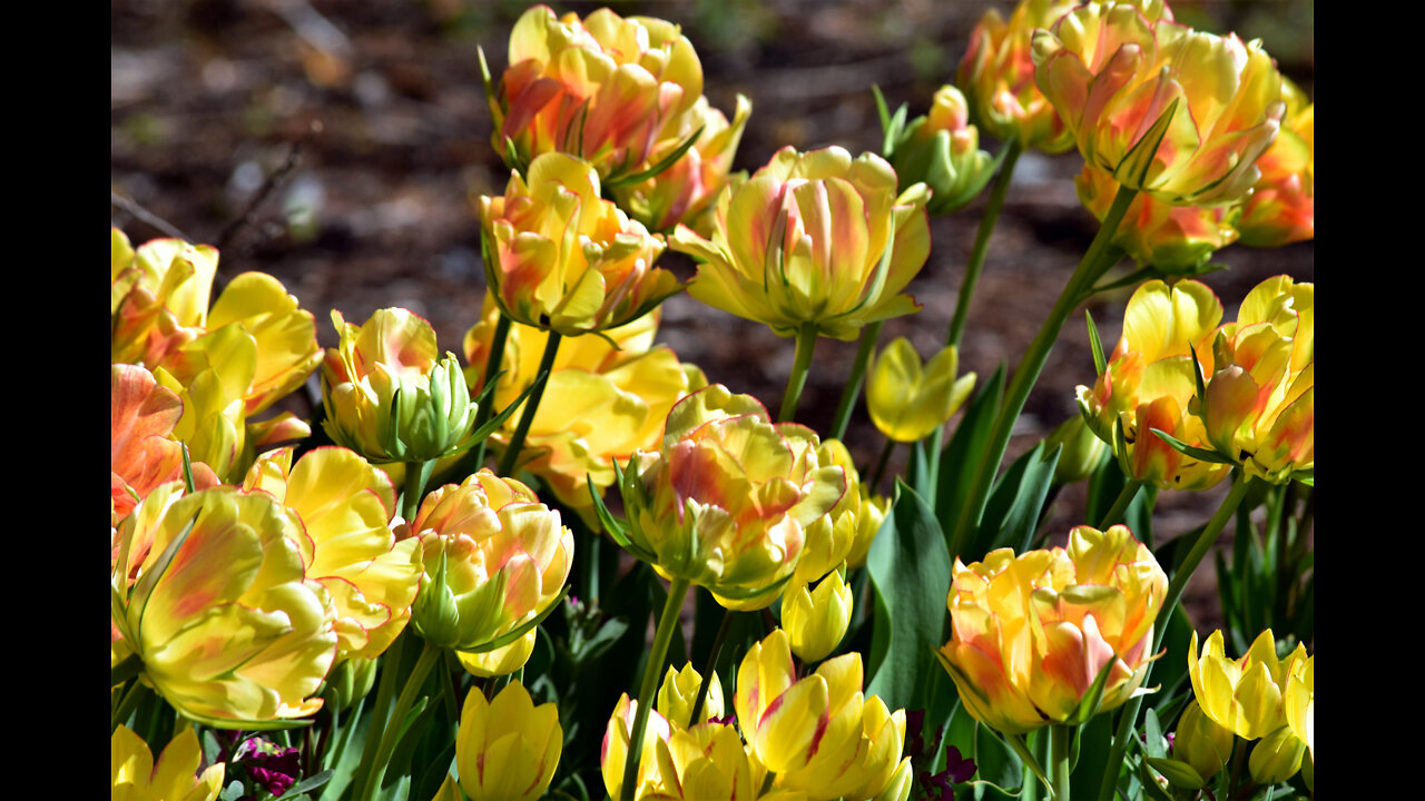 Beautiful Garden Photos - Set 2
