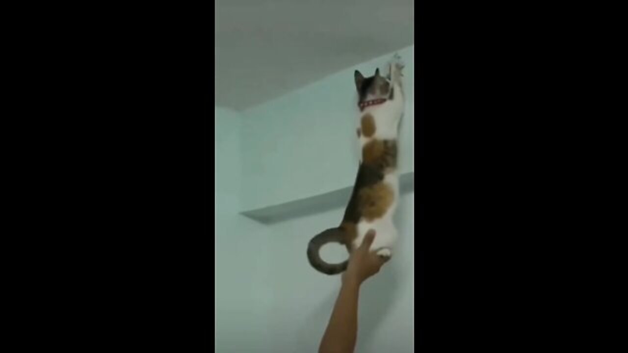 spider***cat