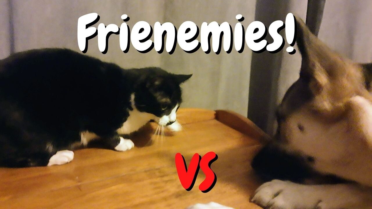 Cat and Dog Frienemies | Moustasha & Maple