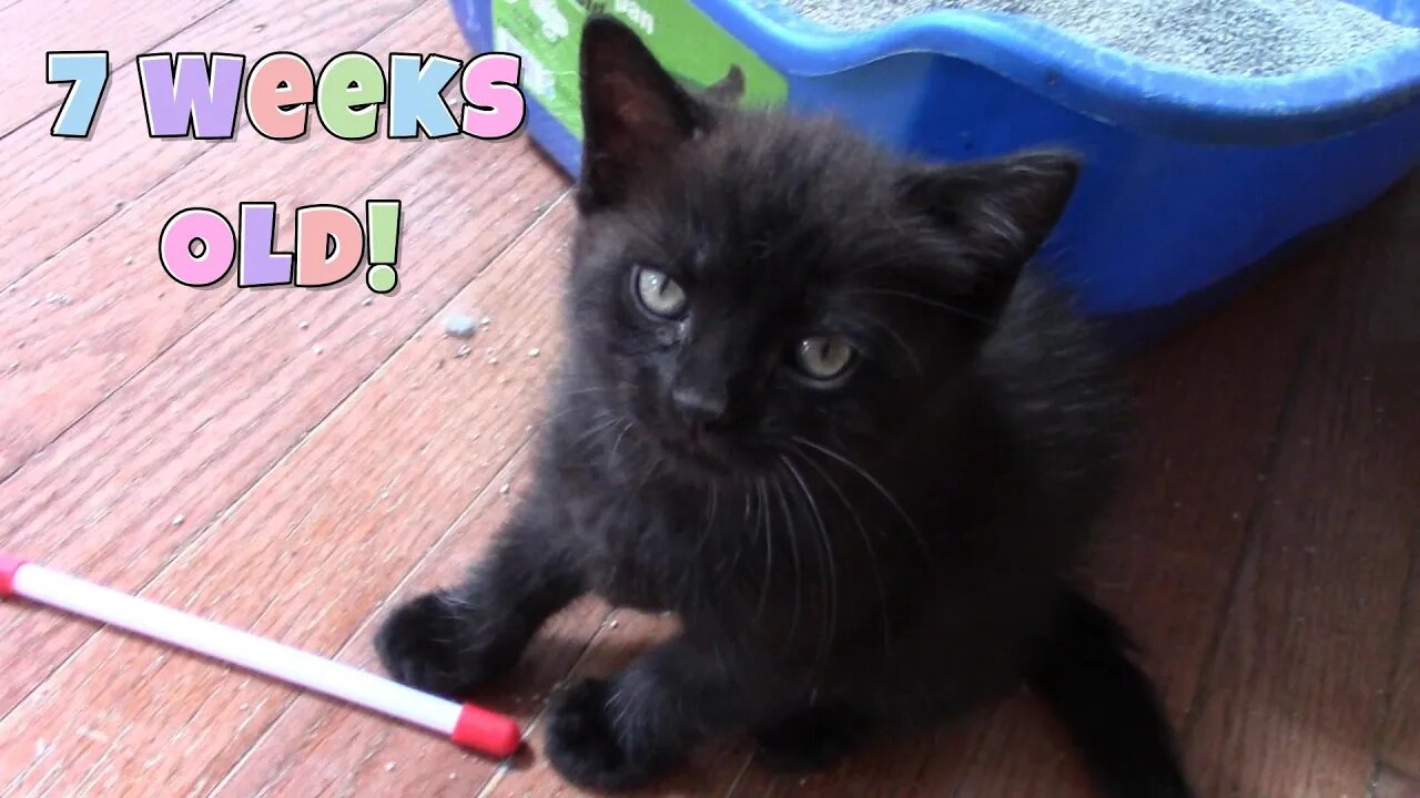 Misha's Kittens Are 7 Weeks Old! 😻