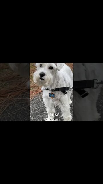 Pretty schnauzer gets his walk #Shorts