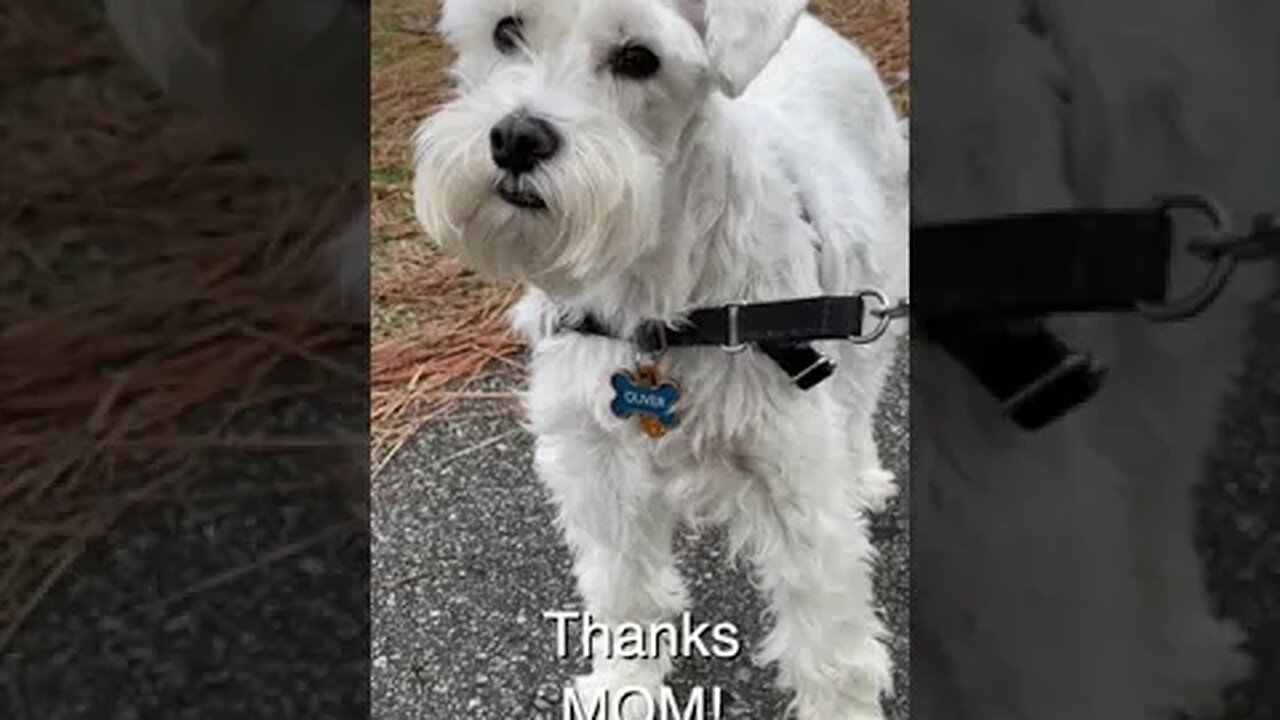 Pretty schnauzer gets his walk #Shorts