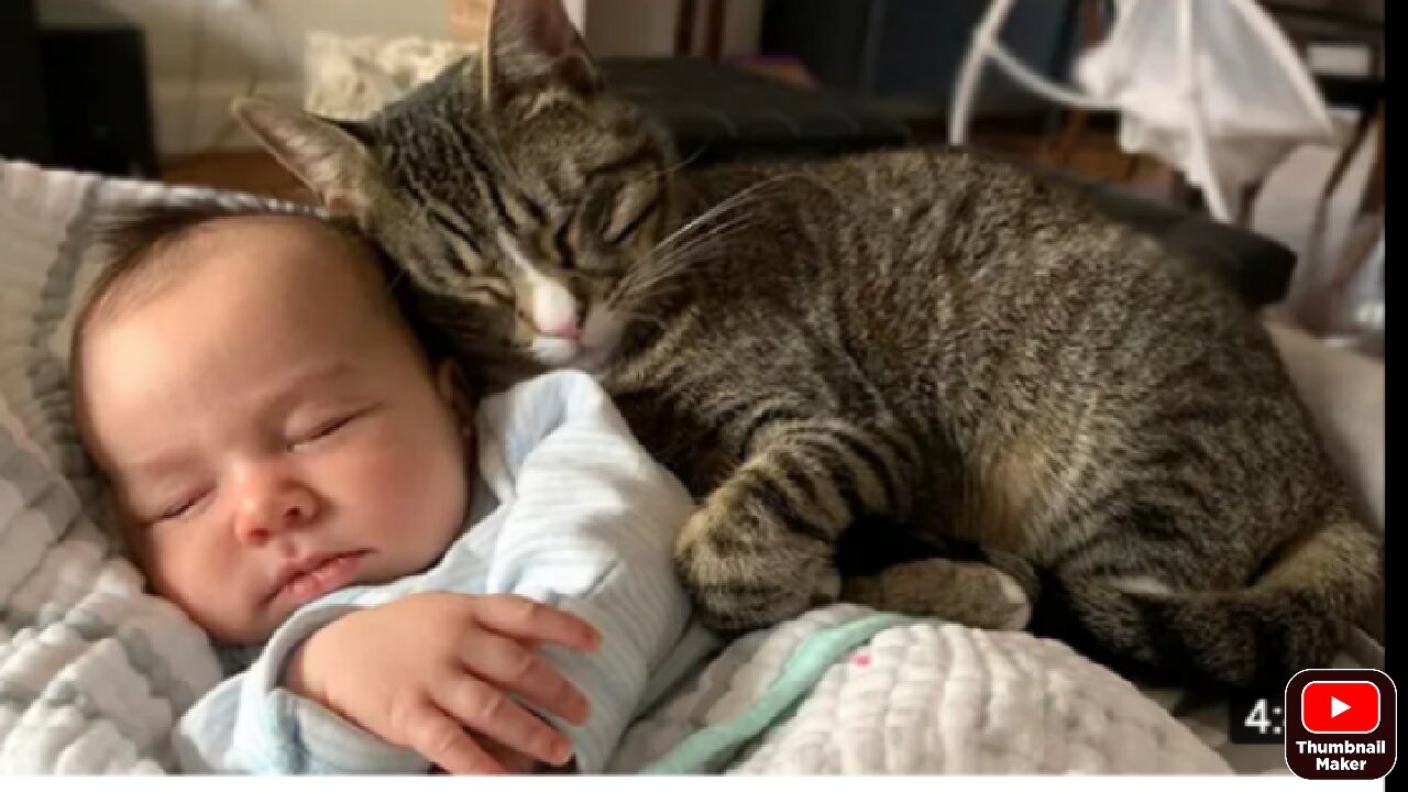 Baby kitten Play with cute boy // they sleep together