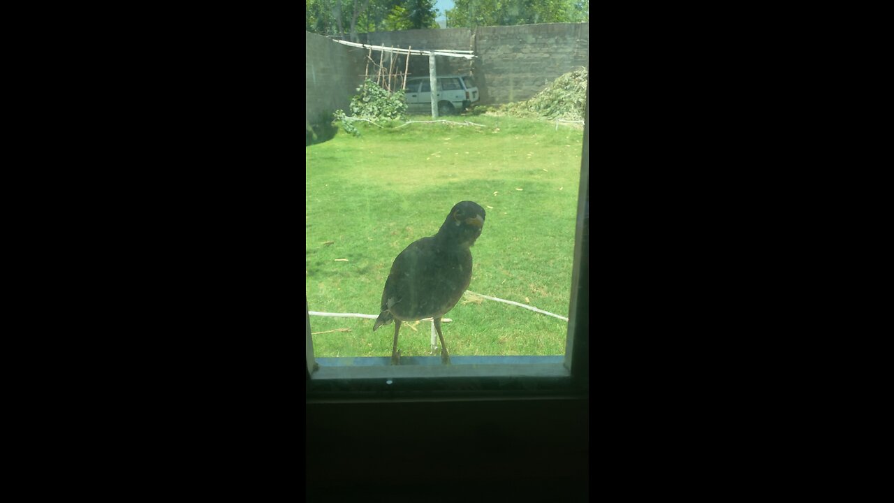 THIS birds don't know im recording! When she realized she flew away 🥰