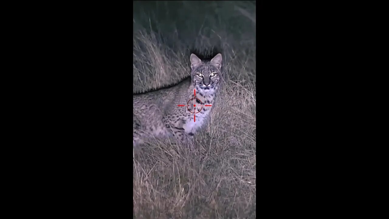 Hunting Coyotes #shorts #cats #animals #hunter #037