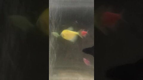 #ikanhiasairtawar #fish #shortvideo #shortsfeed