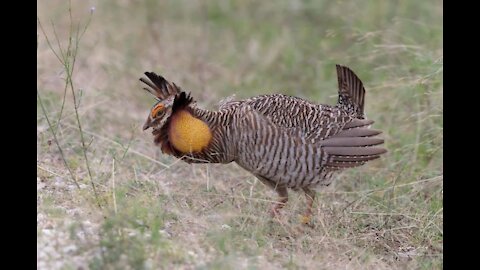 prairie chicken mating dance