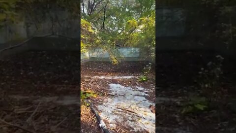 Swimming in the middle of the woods? 🤨