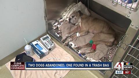 Starving dogs left at Unleashed pet shelter