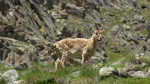 A wild sheep straggled into danger13