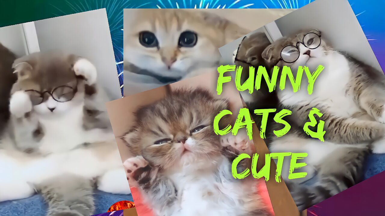 Cute Cats And Funny Cats