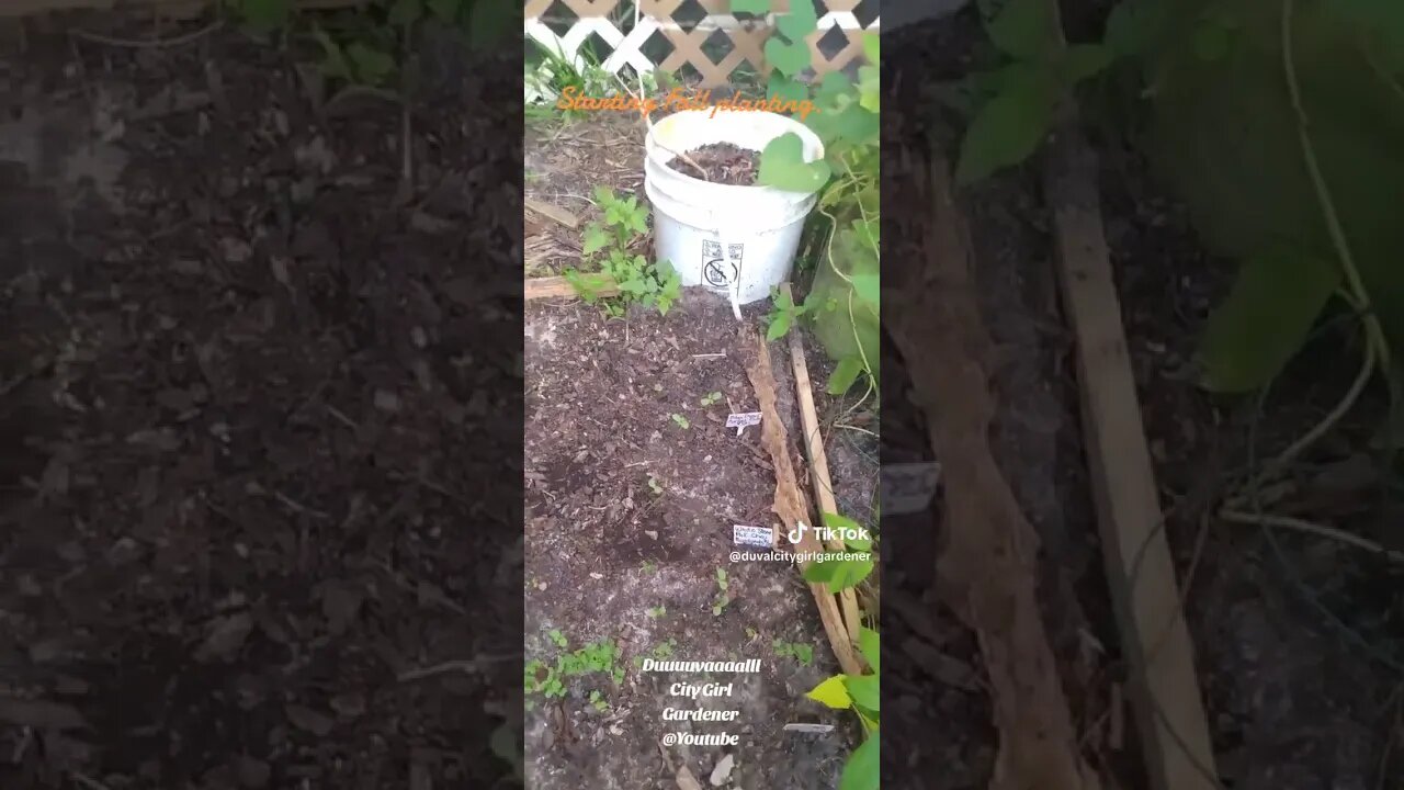 Fall planting. #gardening #shortsyoutube #plants #containergardening #gardeningvideos #plants