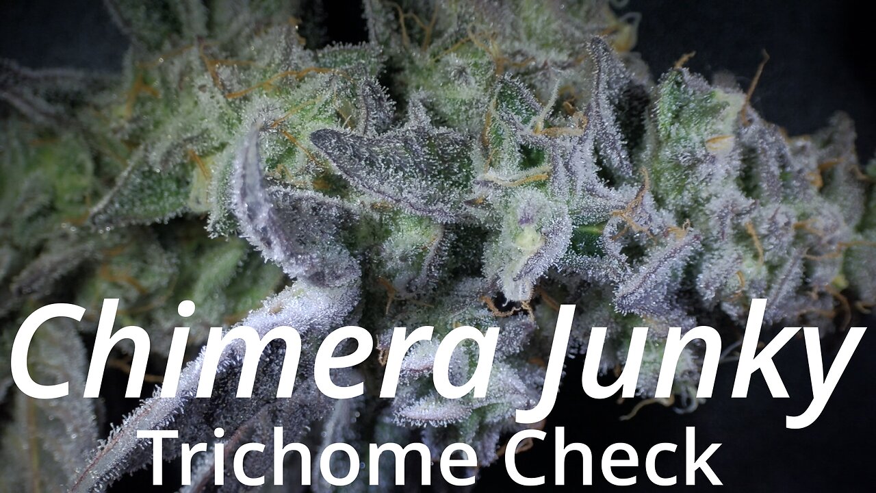 Chimera Junky Week 9: Spider Farmer SF2000 EVO Grow Tent Unveiled!